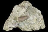 Jurassic Crocodile (Goniopholis?) Tooth - Colorado #152097-1
